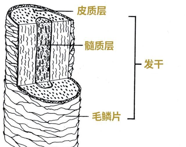 什么样的梳子梳头最好 图21