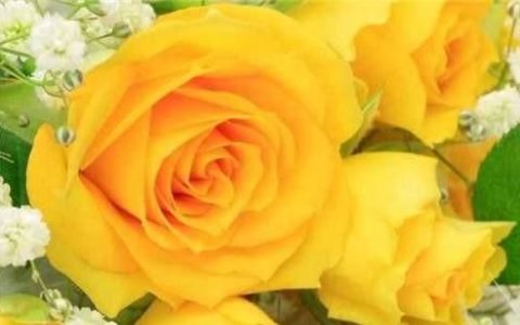 送黄色玫瑰花代表什么意思